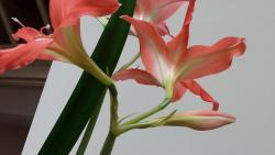 Thumb of 2015-11-01/DogsNDaylilies/d1bb20