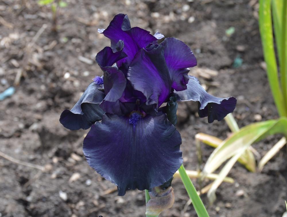 Photo of Tall Bearded Iris (Iris 'Black Dragon') uploaded by KentPfeiffer