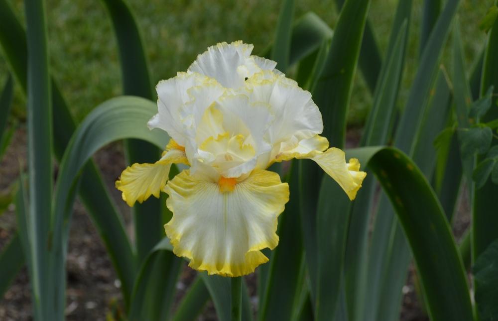 Photo of Tall Bearded Iris (Iris 'Better than Butter') uploaded by KentPfeiffer