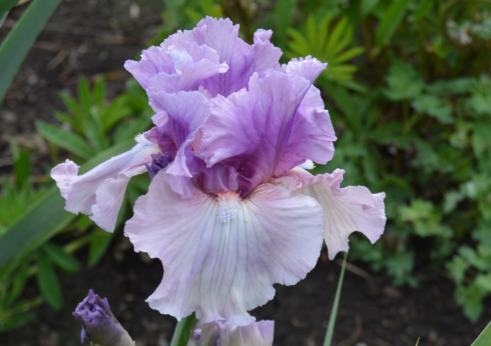 Photo of Tall Bearded Iris (Iris 'Best Friend') uploaded by KentPfeiffer