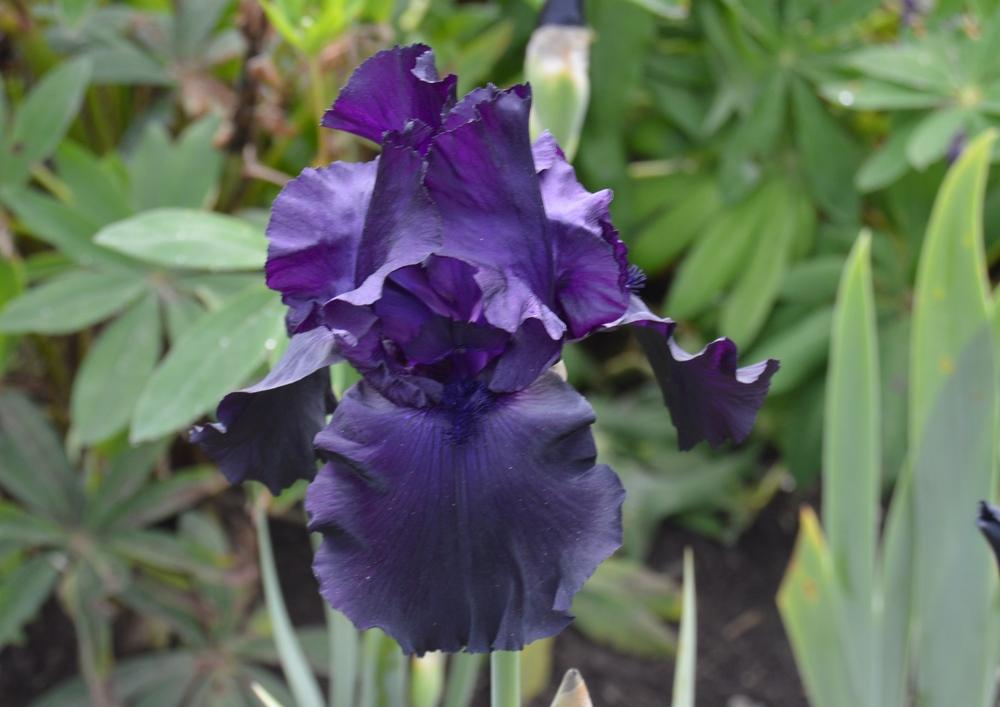 Photo of Tall Bearded Iris (Iris 'Black Tie Affair') uploaded by KentPfeiffer