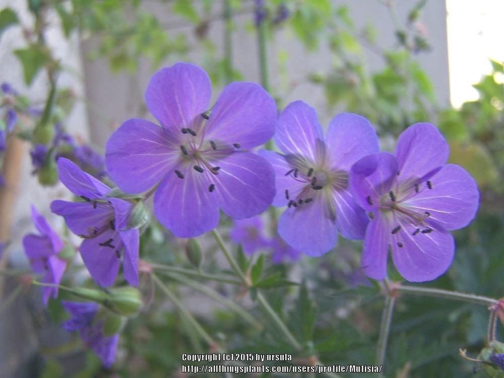 Photo of Hardy Geranium (Geranium pratense) uploaded by Mutisia