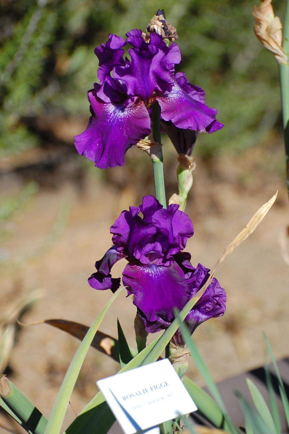 Photo of Tall Bearded Iris (Iris 'Rosalie Figge') uploaded by coboro