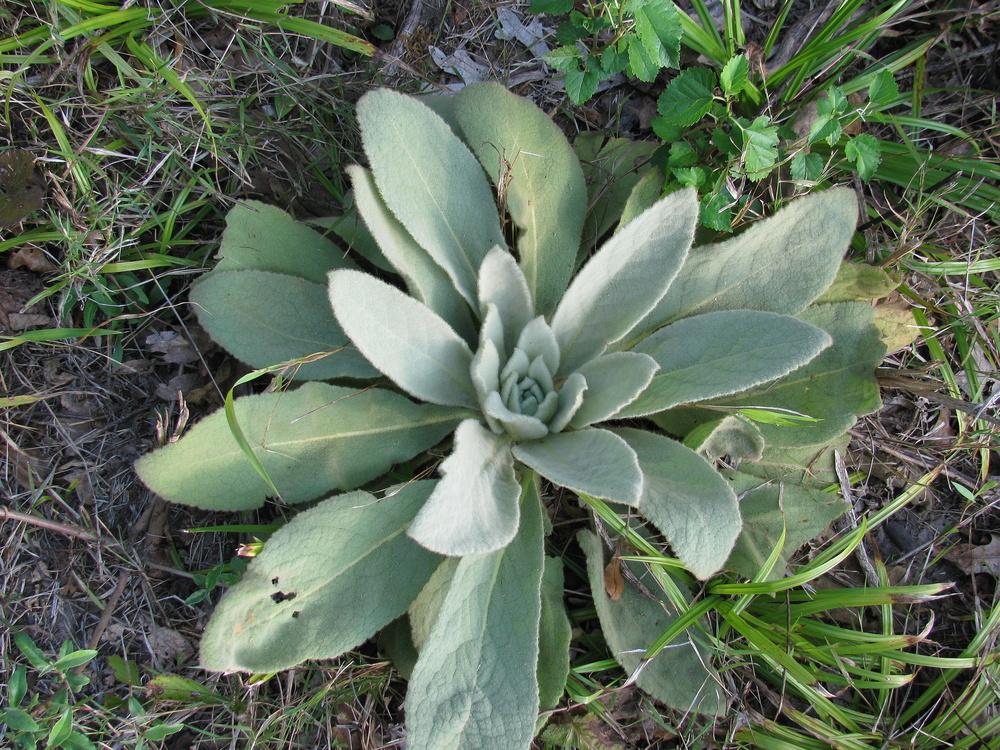 Photo of Mullein (Verbascum) uploaded by jmorth