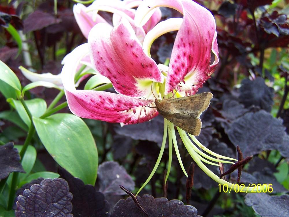 Photo of Lily (Lilium 'Black Beauty') uploaded by jmorth