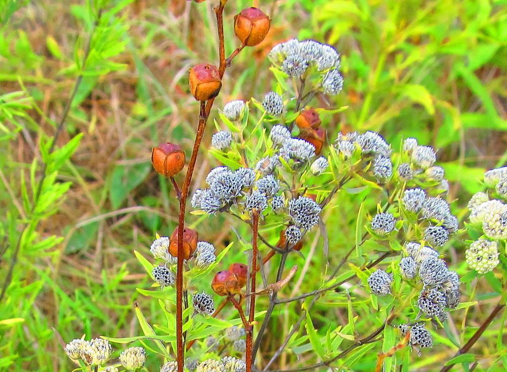 Photo of Seed Box (Ludwigia alternifolia) uploaded by jmorth