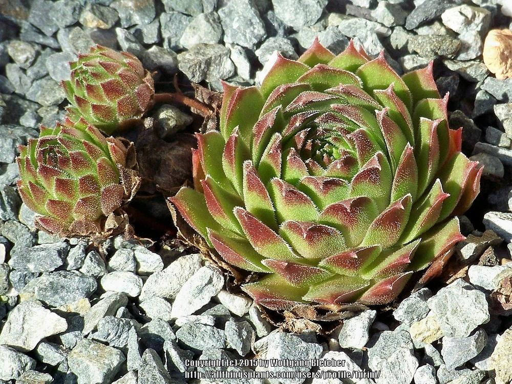 Photo of Hen and Chicks (Sempervivum 'Pacific Red Rose') uploaded by turini