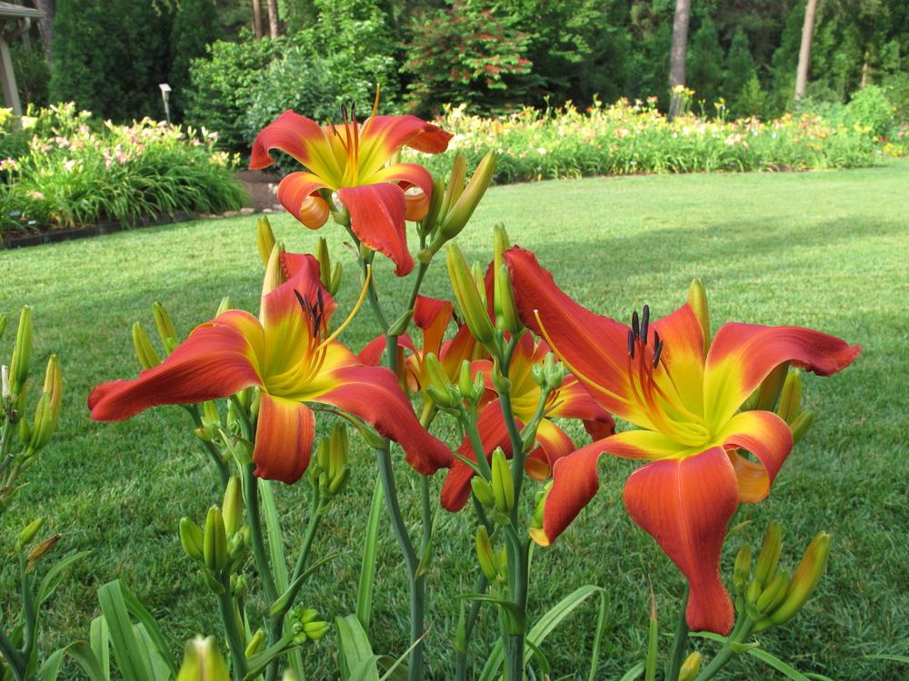Photo of Daylily (Hemerocallis 'Exhausted Rooster') uploaded by Davi