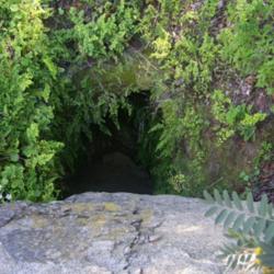 Location: Caleu, Chile (Central Zone)
Adiantum surrounding the entrance to a mining pit