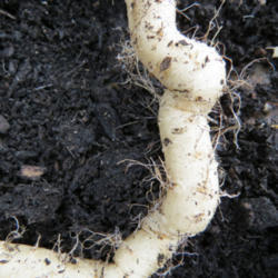 Location: My garden, North Central Idaho
Date: 2 Nov 2015
Closeup of root