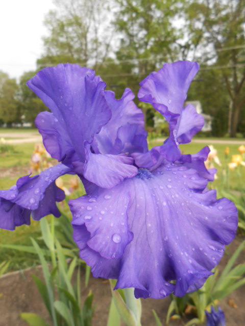 Photo of Tall Bearded Iris (Iris 'Change in the Weather') uploaded by crowrita1