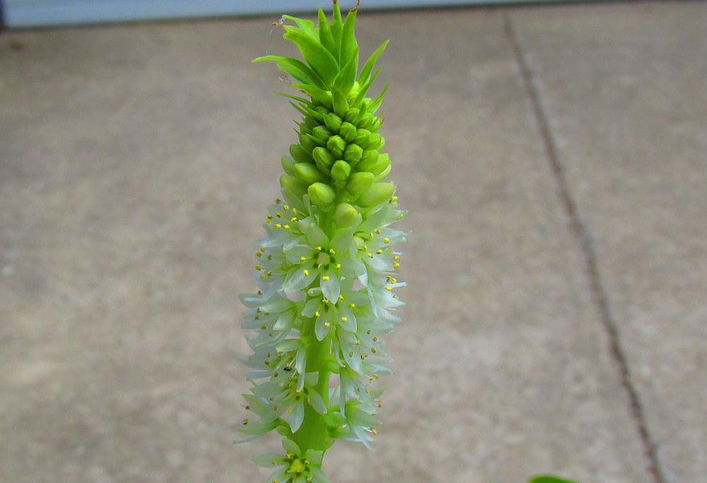 Photo of Pineapple Lily (Eucomis) uploaded by jmorth