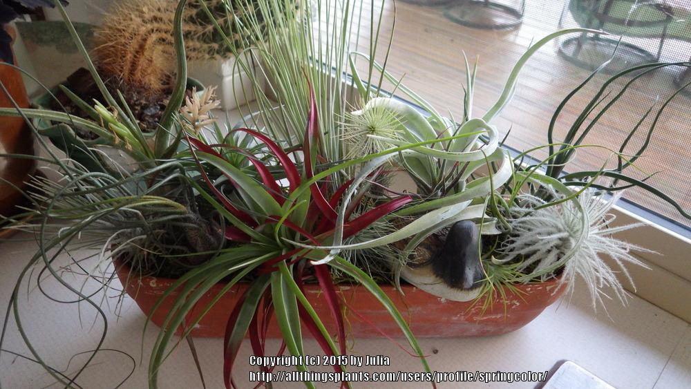Photo of Air Plants (Tillandsia) uploaded by springcolor