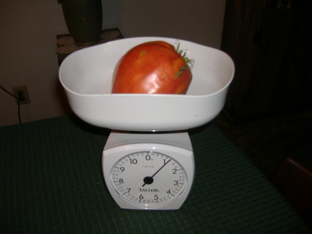 Photo of Tomato (Solanum lycopersicum 'San Marzano Redorta') uploaded by tveguy3