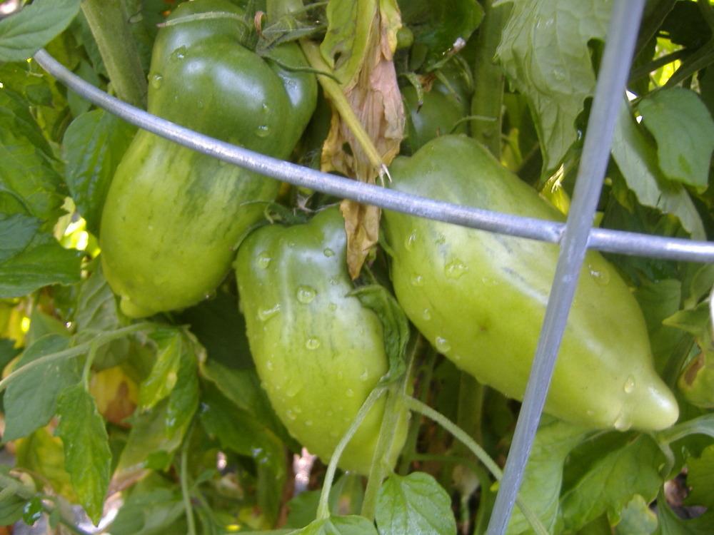 Photo of Tomato (Solanum lycopersicum 'San Marzano Redorta') uploaded by tveguy3
