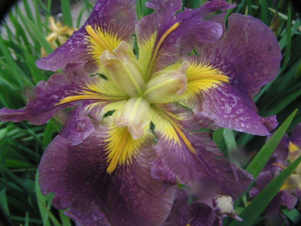 Photo of Louisiana Iris (Iris 'Simply Fantastic') uploaded by Benny
