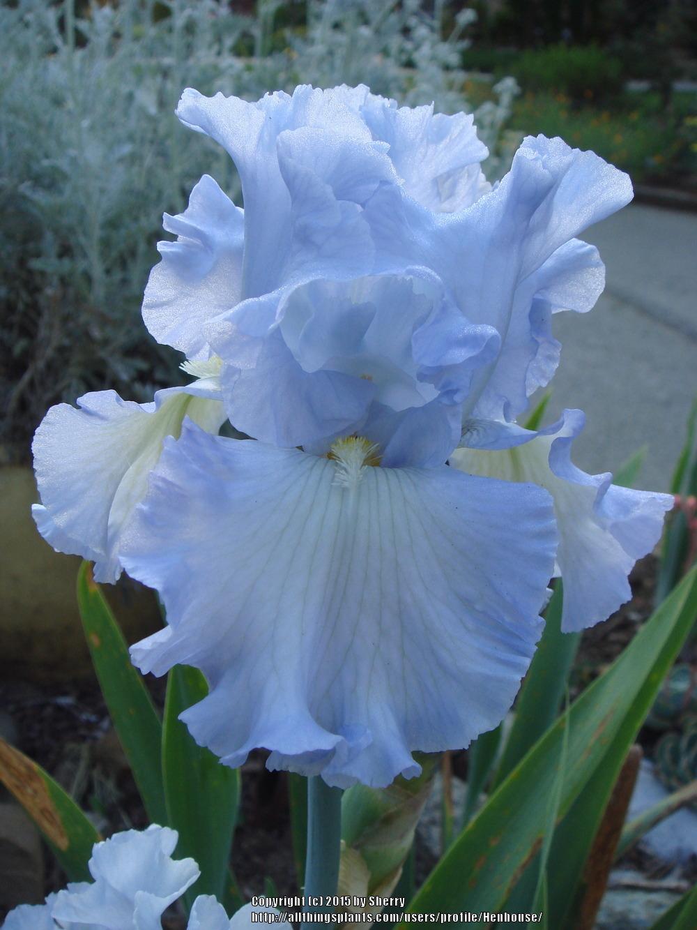Photo of Tall Bearded Iris (Iris 'Absolute Treasure') uploaded by Henhouse