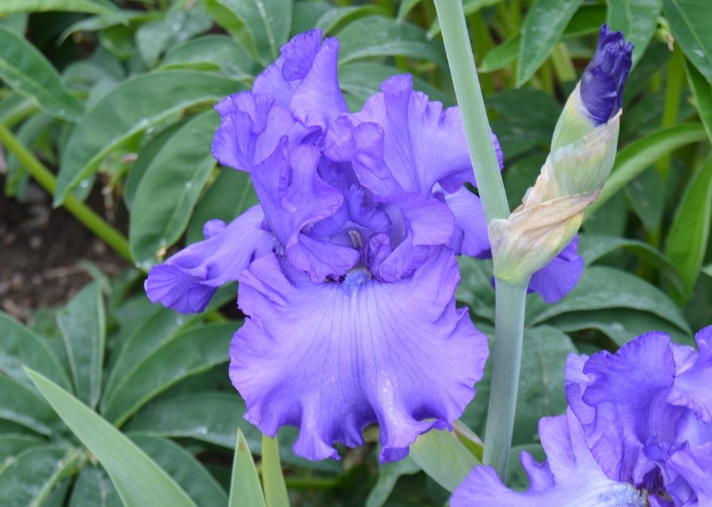 Photo of Tall Bearded Iris (Iris 'Change in the Weather') uploaded by KentPfeiffer