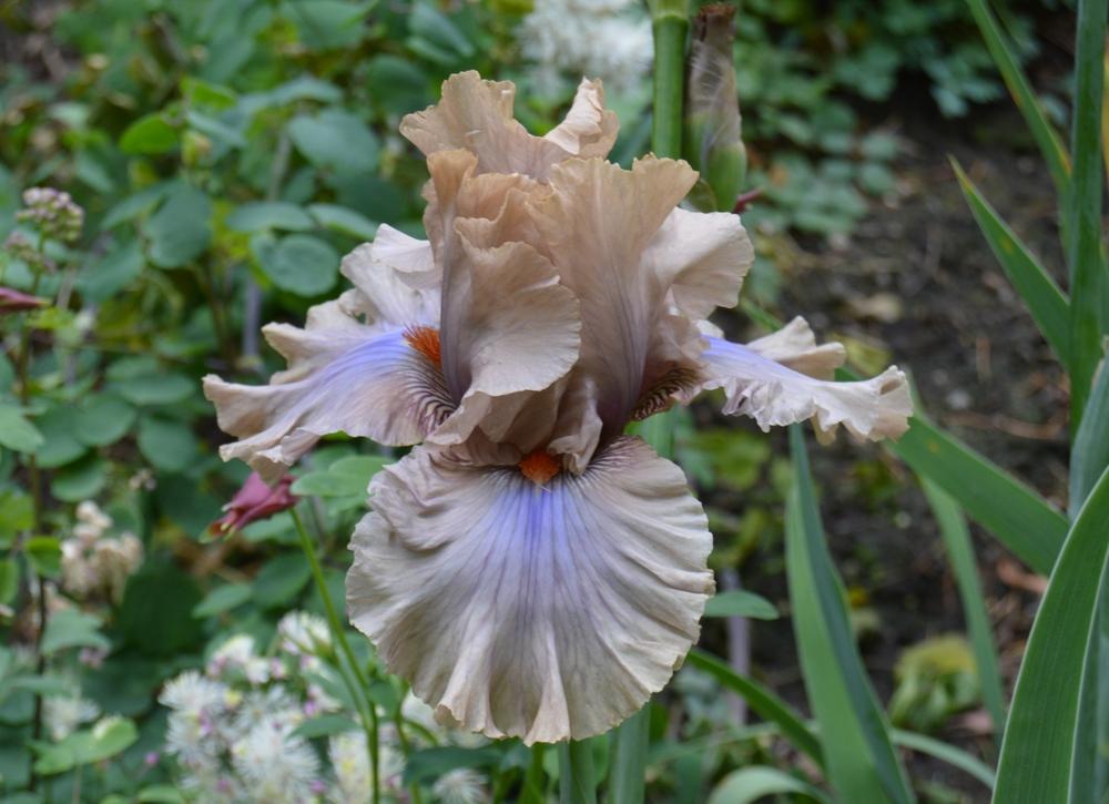 Photo of Tall Bearded Iris (Iris 'Coffee Trader') uploaded by KentPfeiffer