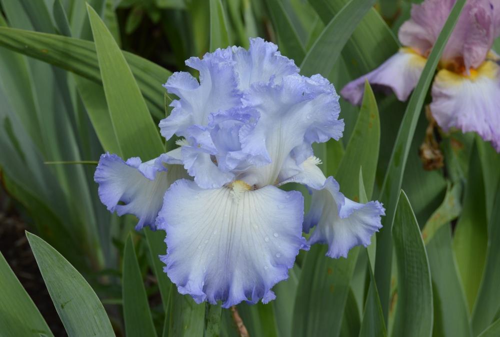 Photo of Tall Bearded Iris (Iris 'Cloud Ballet') uploaded by KentPfeiffer