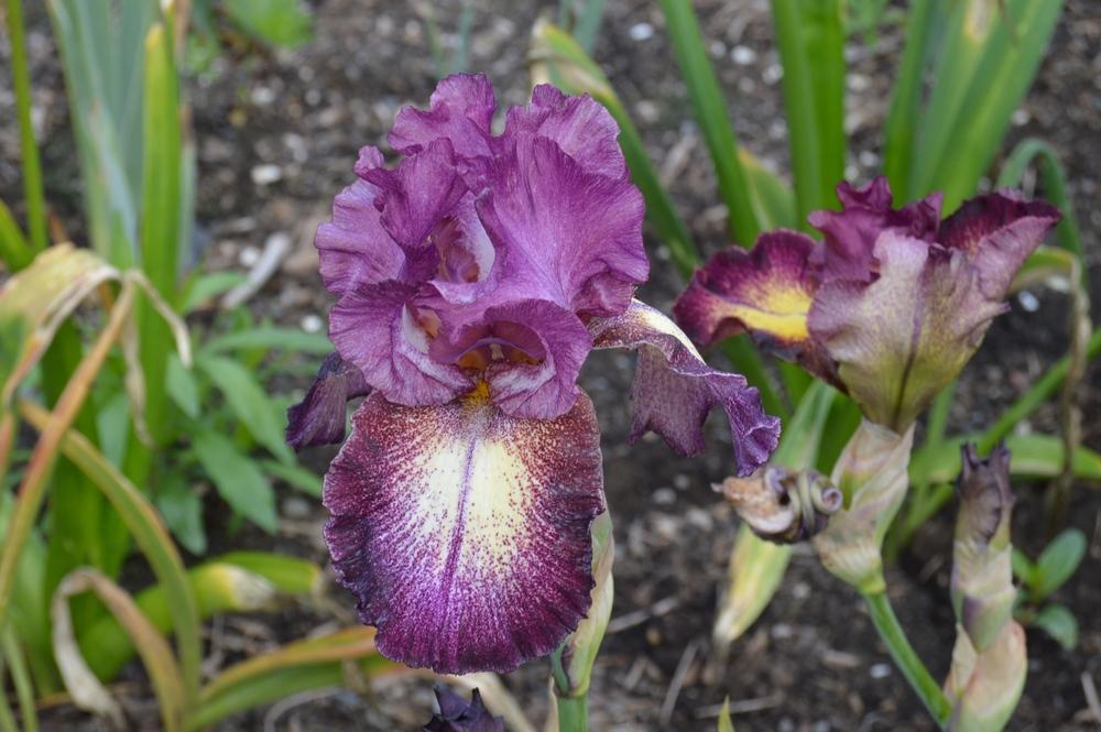 Photo of Tall Bearded Iris (Iris 'Colortart') uploaded by KentPfeiffer