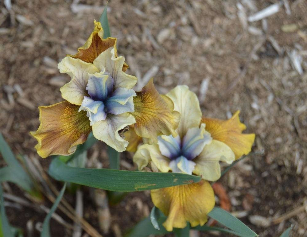Photo of Siberian Iris (Iris 'Colonel Mustard') uploaded by KentPfeiffer