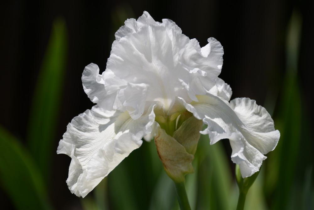 Photo of Tall Bearded Iris (Iris 'Bubbly Mood') uploaded by Kristallinchen