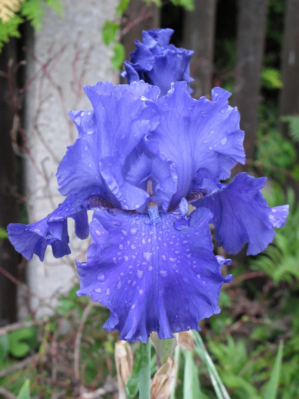 Photo of Tall Bearded Iris (Iris 'Pledge Allegiance') uploaded by Kristallinchen