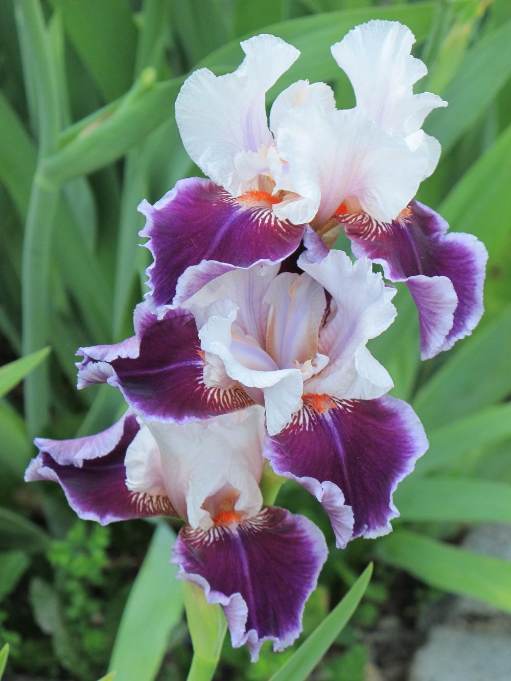 Photo of Tall Bearded Iris (Iris 'Ringo') uploaded by Kristallinchen