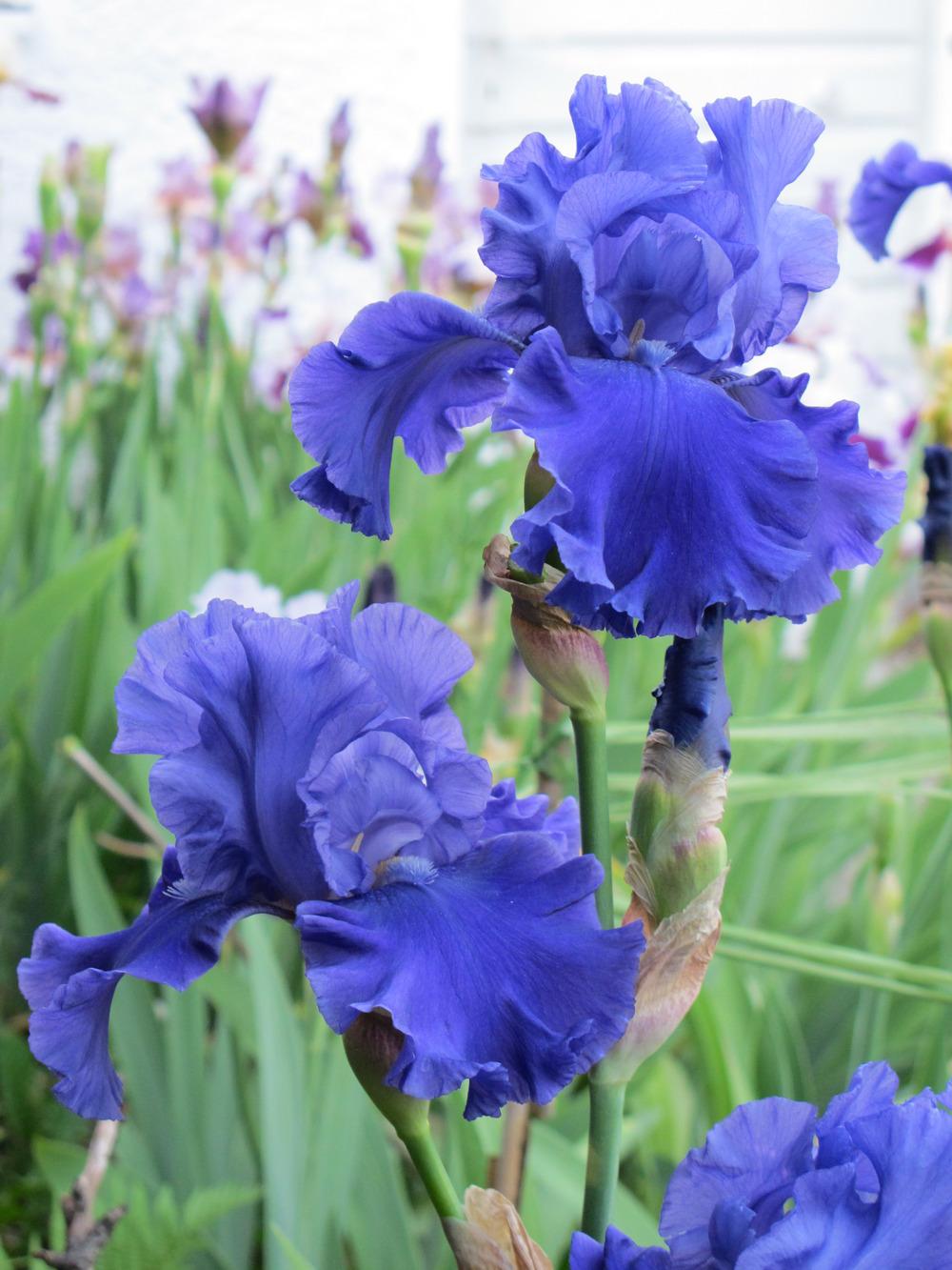 Photo of Tall Bearded Iris (Iris 'Pledge Allegiance') uploaded by Kristallinchen
