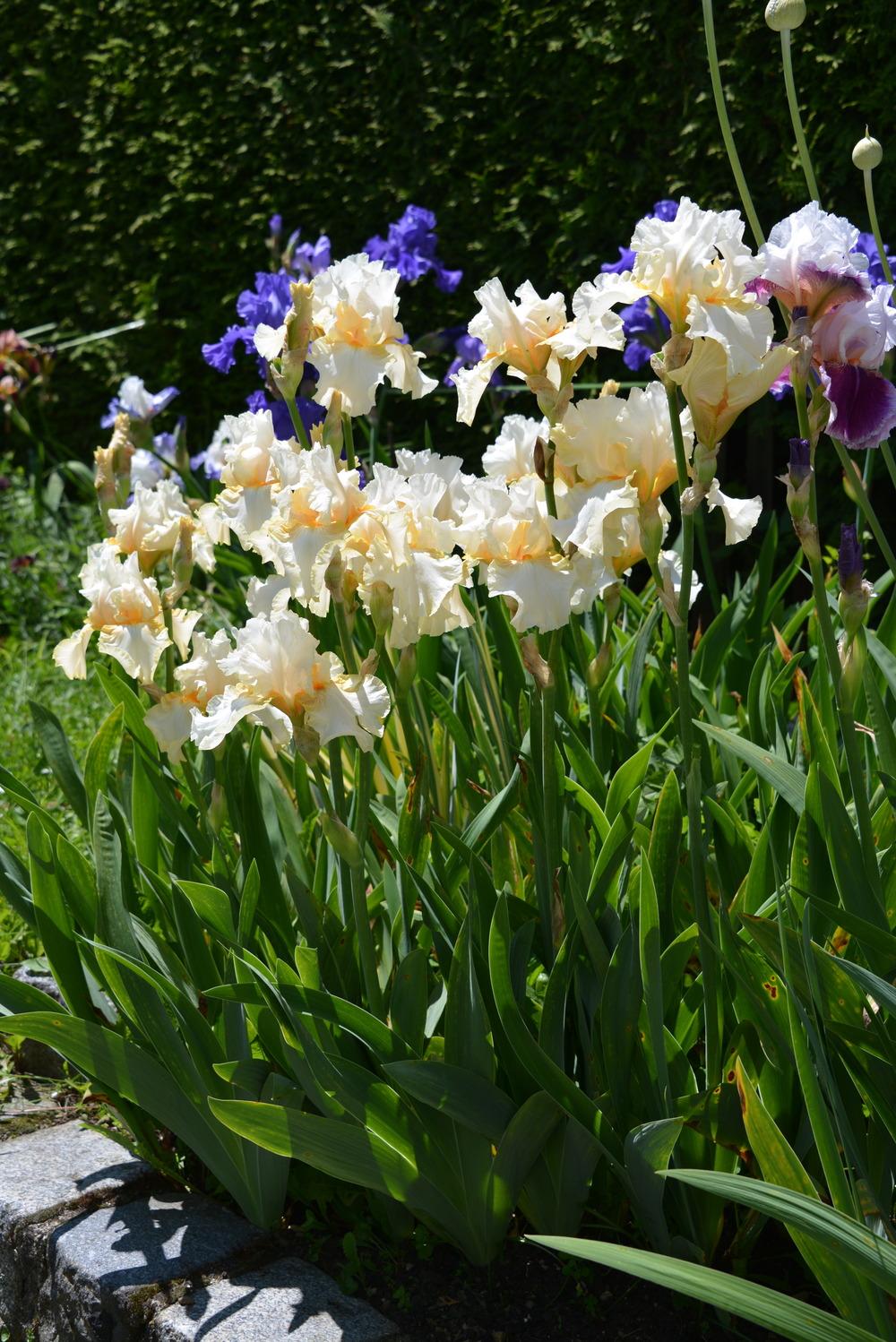 Photo of Tall Bearded Iris (Iris 'Crystal Glitters') uploaded by Kristallinchen
