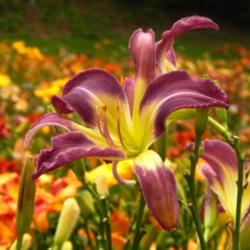 Location: A visit to BLUE RIDGE DAYLILIES in NC.
Date: 2015-10-30