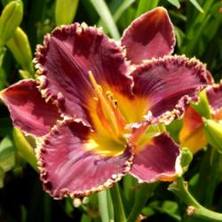 Location: A visit to BLUE RIDGE DAYLILIES in NC.
Date: 2015-09-01