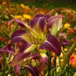 Location: A visit to BLUE RIDGE DAYLILIES in NC.
Date: 2015-10-20