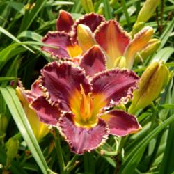 Location: A visit to BLUE RIDGE DAYLILIES in NC.
Date: 2015-09-01