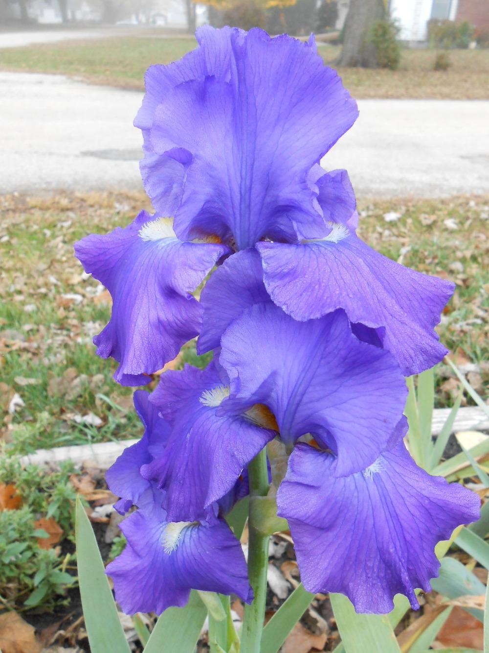 Photo of Tall Bearded Iris (Iris 'Feed Back') uploaded by crowrita1