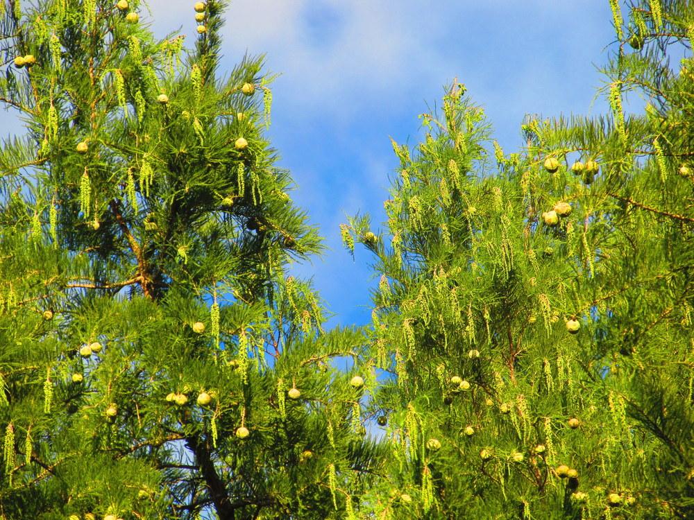 Photo of Bald Cypress (Taxodium distichum) uploaded by jmorth