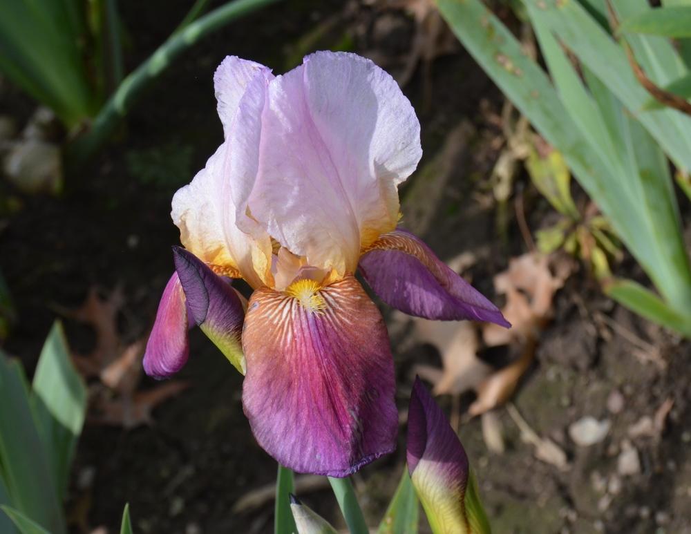 Photo of Tall Bearded Iris (Iris 'Coralie') uploaded by KentPfeiffer