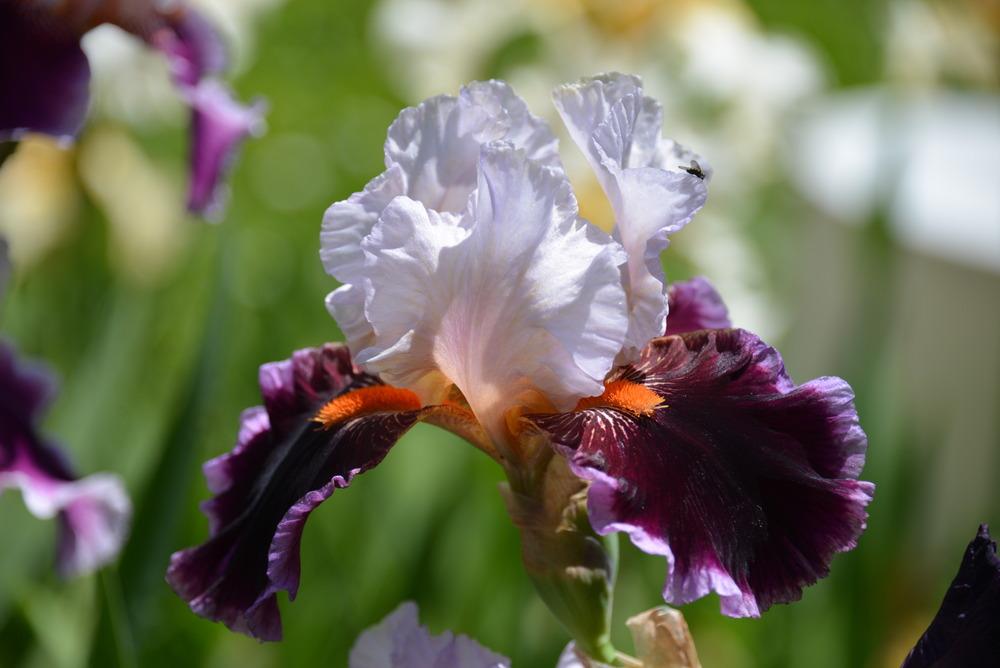 Photo of Tall Bearded Iris (Iris 'Tomorrow's Child') uploaded by Kristallinchen