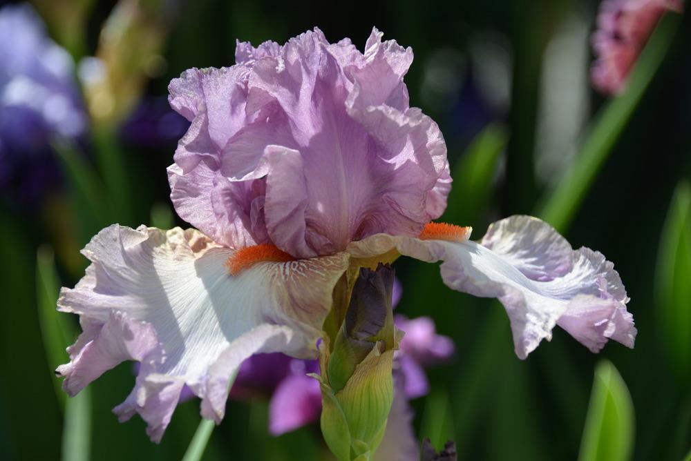 Photo of Tall Bearded Iris (Iris 'Glory Bound') uploaded by Kristallinchen