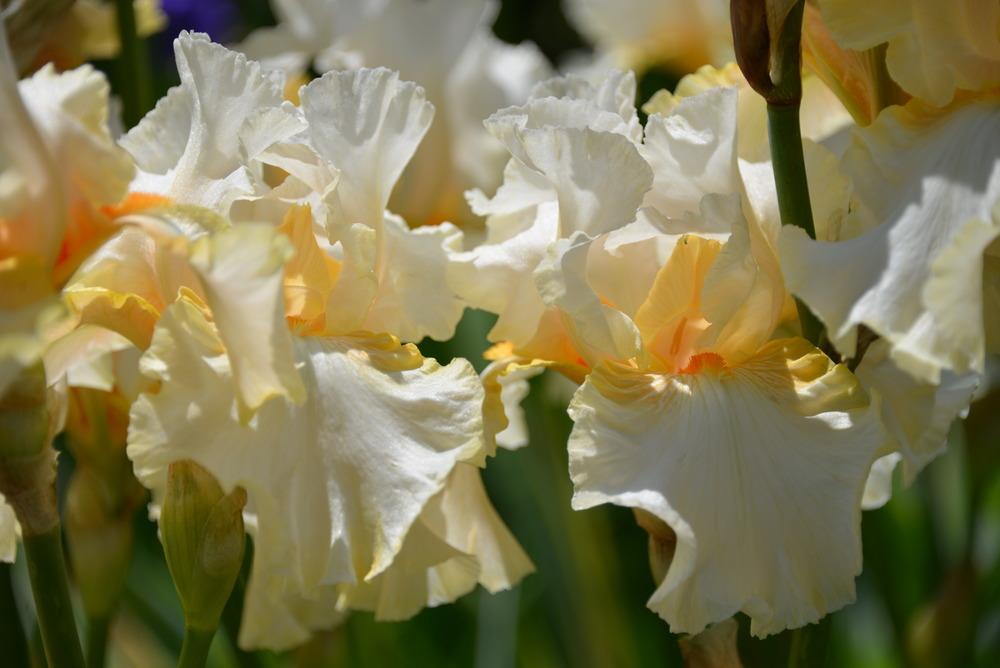 Photo of Tall Bearded Iris (Iris 'Crystal Glitters') uploaded by Kristallinchen