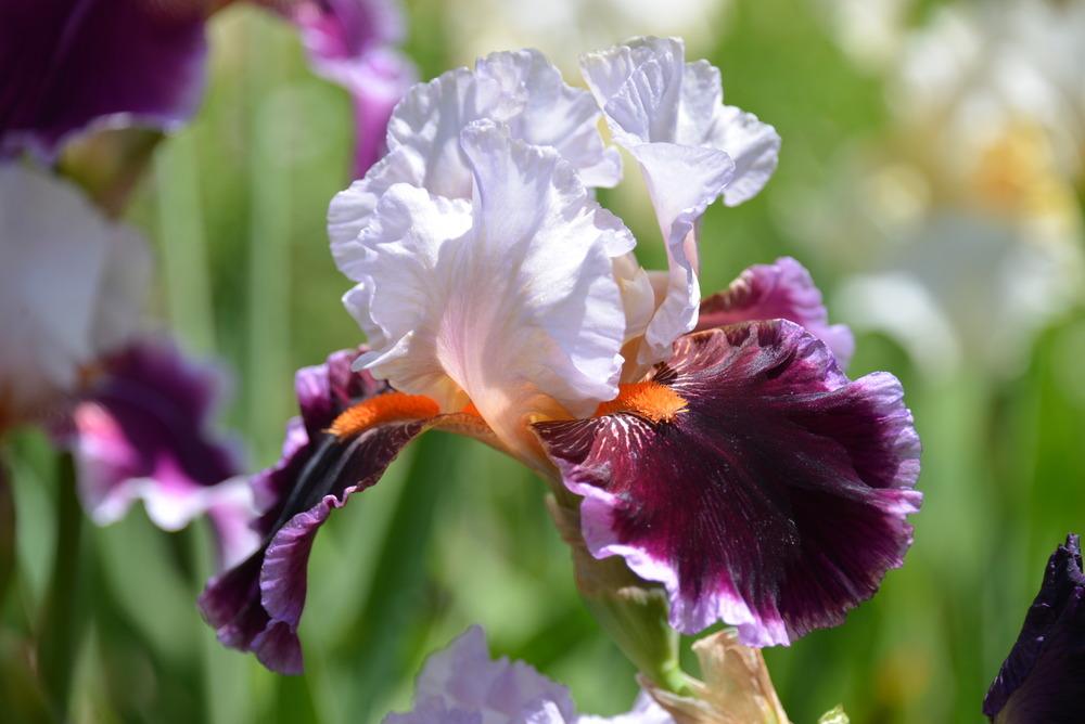 Photo of Tall Bearded Iris (Iris 'Tomorrow's Child') uploaded by Kristallinchen