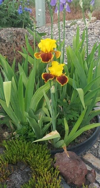 Photo of Tall Bearded Iris (Iris 'Fanfaron') uploaded by cbelt1