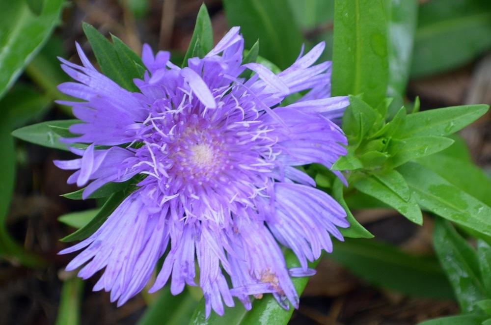 Photo of Stokes' Aster (Stokesia laevis) uploaded by greene