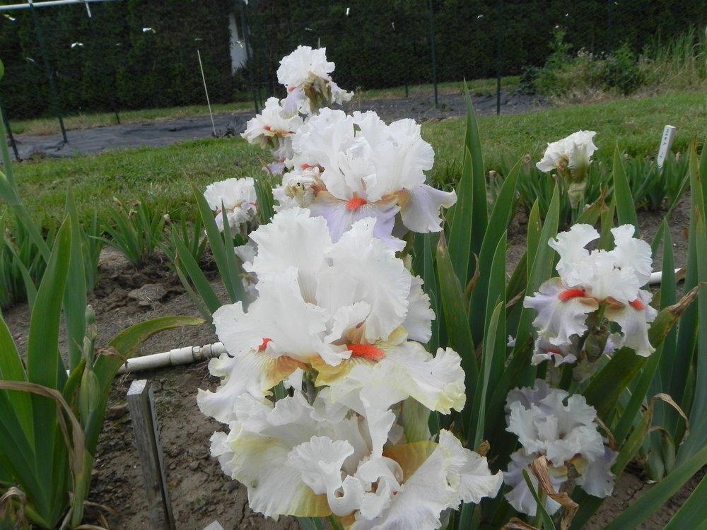Photo of Tall Bearded Iris (Iris 'Alla Prossima') uploaded by irisloverdee