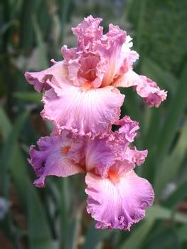 Photo of Tall Bearded Iris (Iris 'Social Graces') uploaded by janielouy