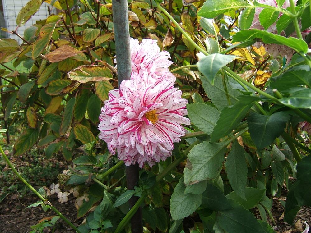Photo of Dahlia 'AC Paint' uploaded by pirl