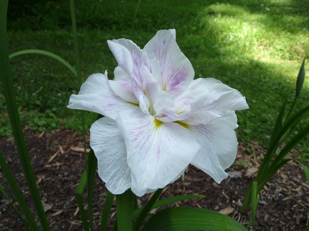 Photo of Japanese Iris (Iris ensata 'Blushing Snowmaiden') uploaded by Lestv