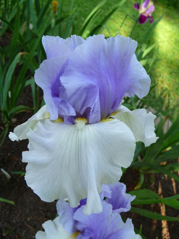 Photo of Tall Bearded Iris (Iris 'Alpenview') uploaded by Lestv