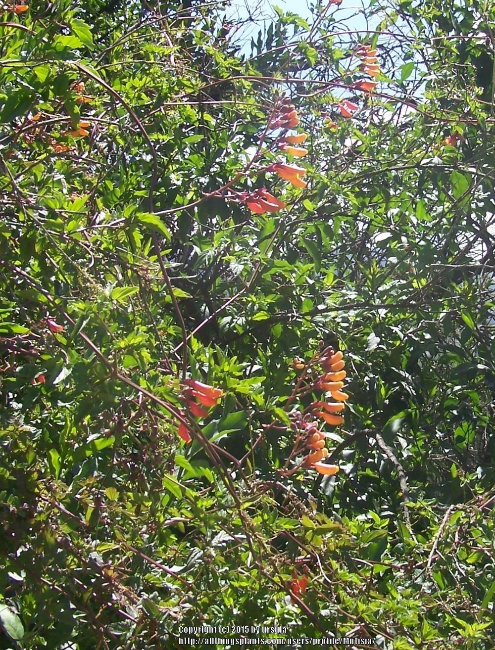 Photo of Chilean Glory Flower (Eccremocarpus scaber) uploaded by Mutisia